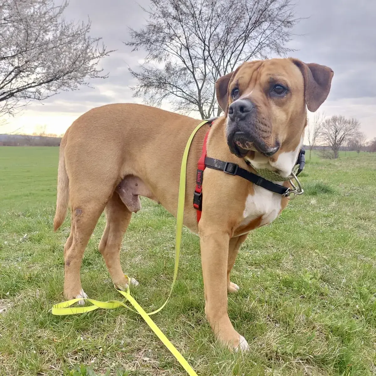 Wotan - Deutscher Boxer - Bild 3