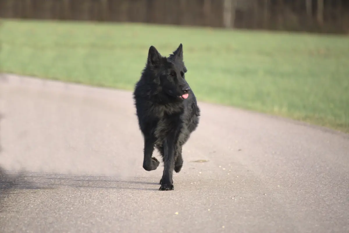 Filou - Deutscher Schäferhund - Bild 3