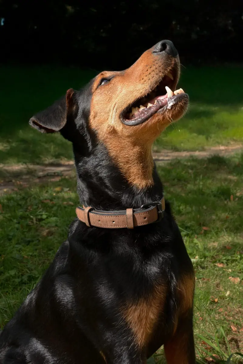 Rudi -  - Bild 13