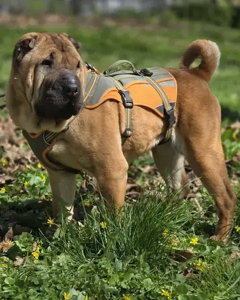 Shar-Pei Elisa