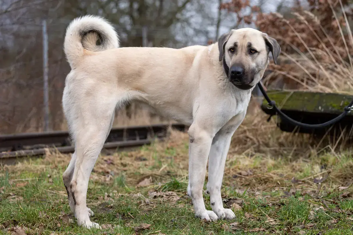 Kangal-Hirtenhund Ada