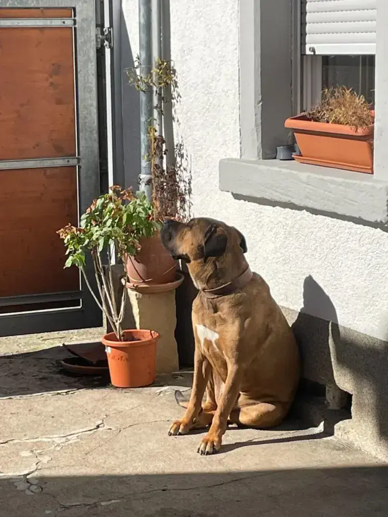 Romeo -  - Bild 5