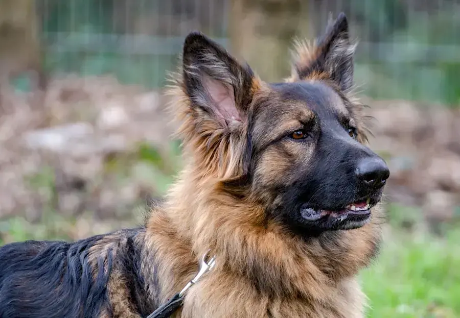 Henry - Deutscher Schäferhund - Bild 2