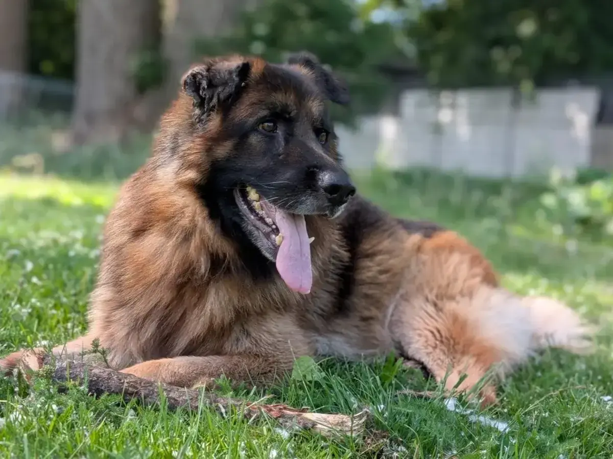 Taiga - Deutscher Schäferhund - Bild 1