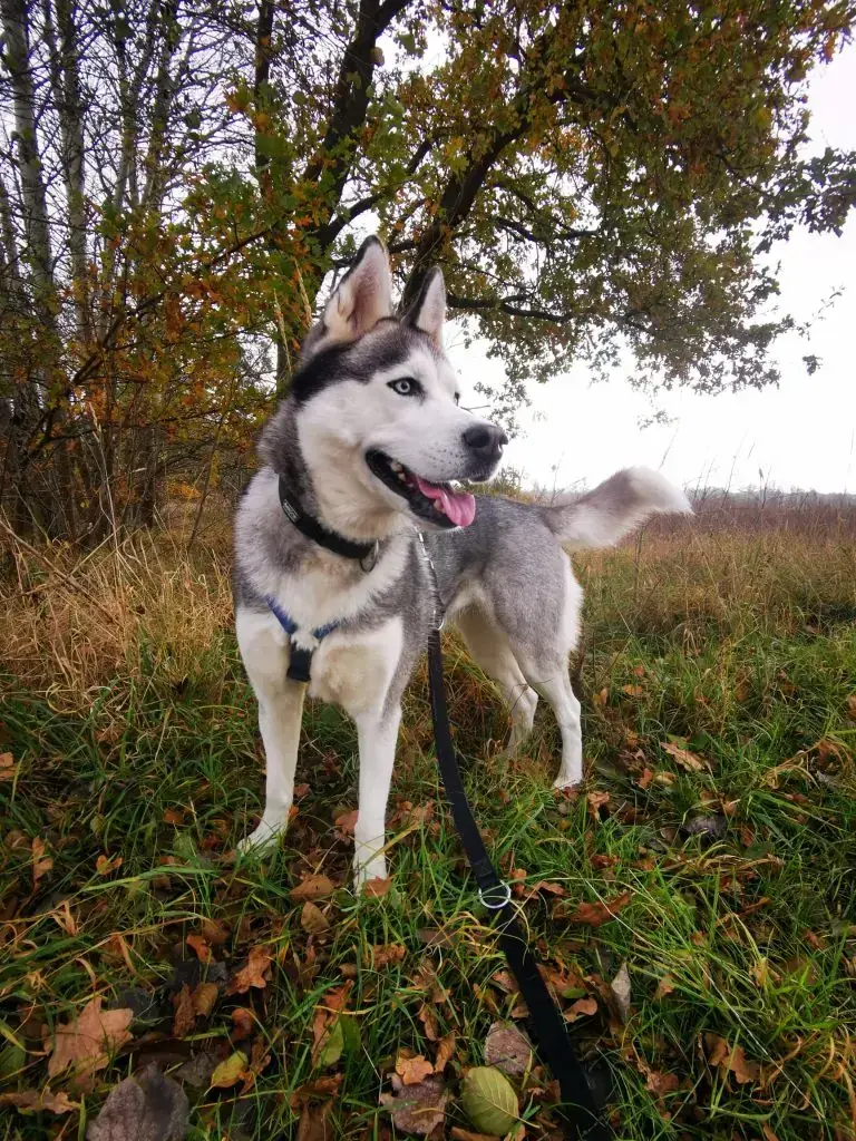 Maja - Siberian Husky - Bild 8