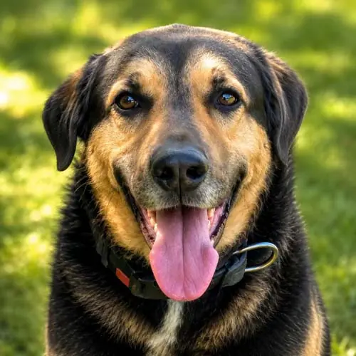 Bilbo -  - Bild 1
