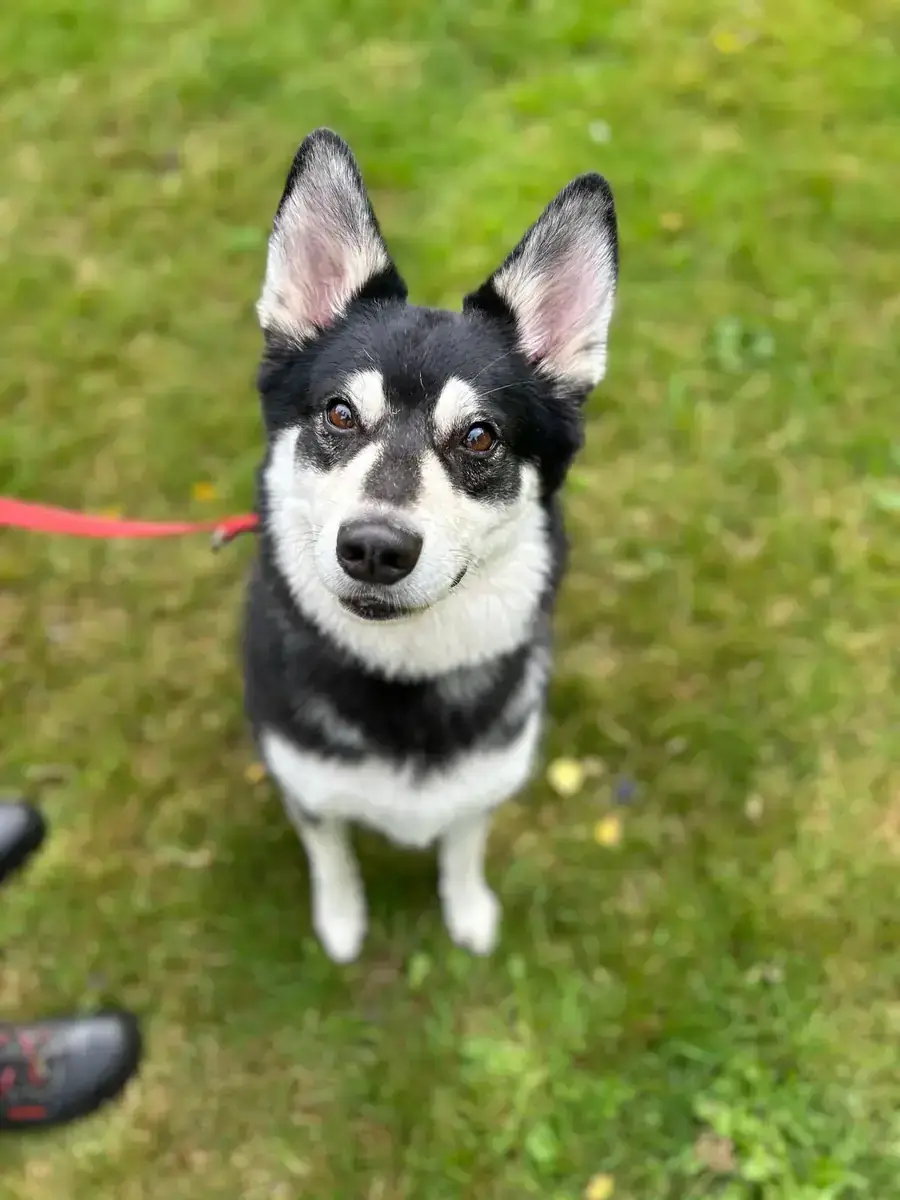 Müsli - Siberian Husky, Deutscher Schäferhund - Bild 3