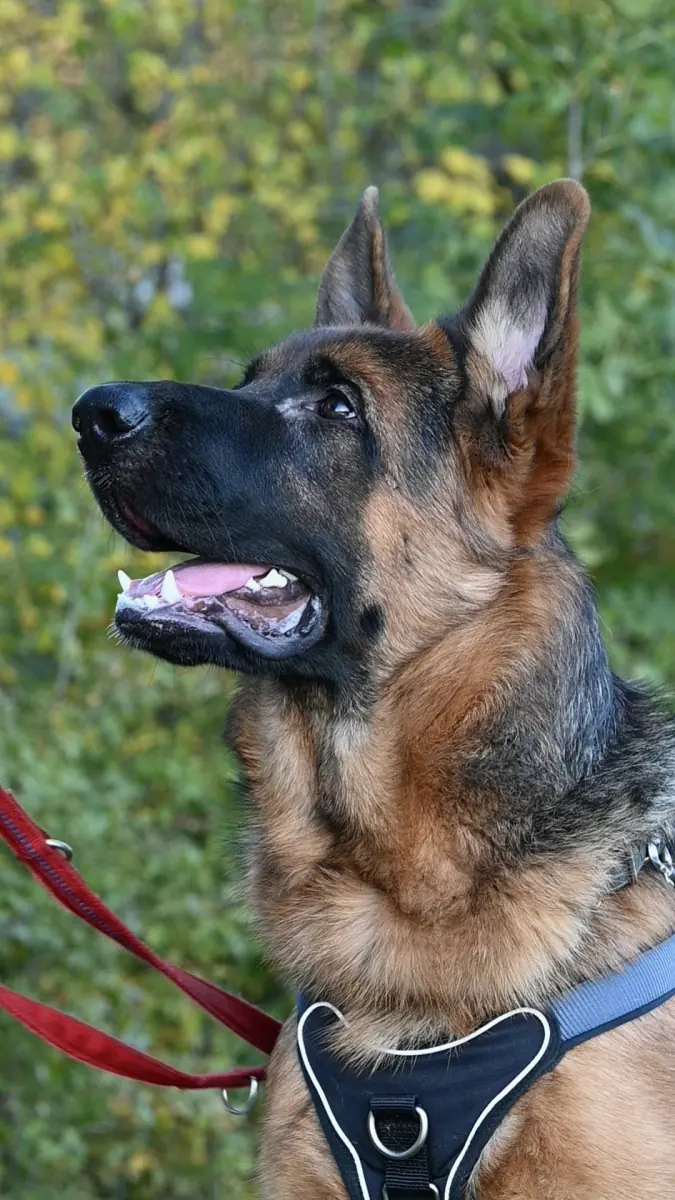 Evoli - Deutscher Schäferhund - Bild 8