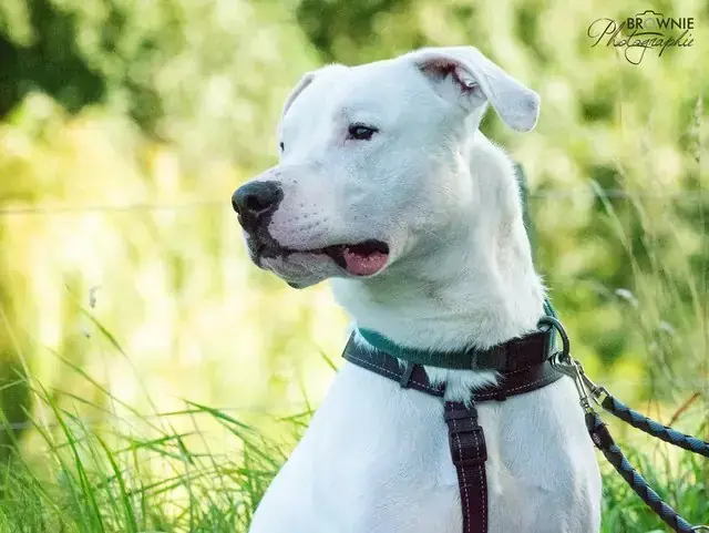 Bones - Dogo Argentino - Bild 15