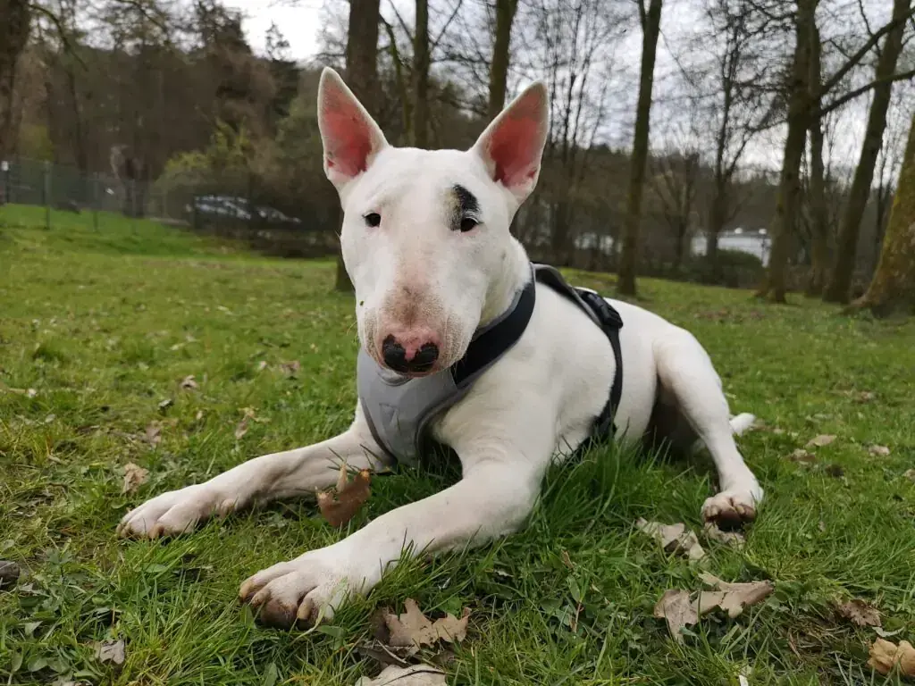 Rocky -  - Bild 3