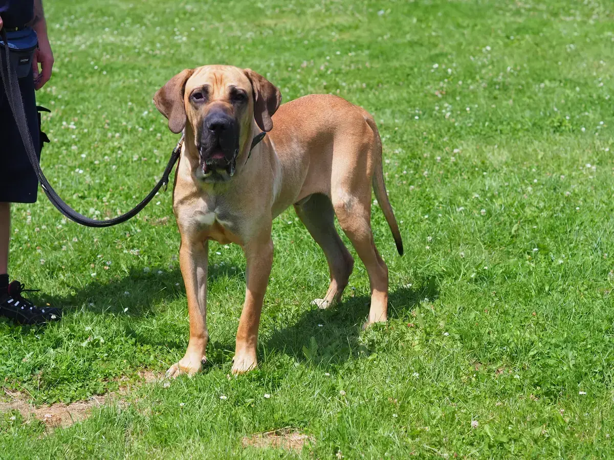 Faro - Fila Brasileiro - Bild 2