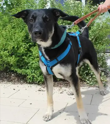 Ricky – Deutscher Schäferhund – Bild 2