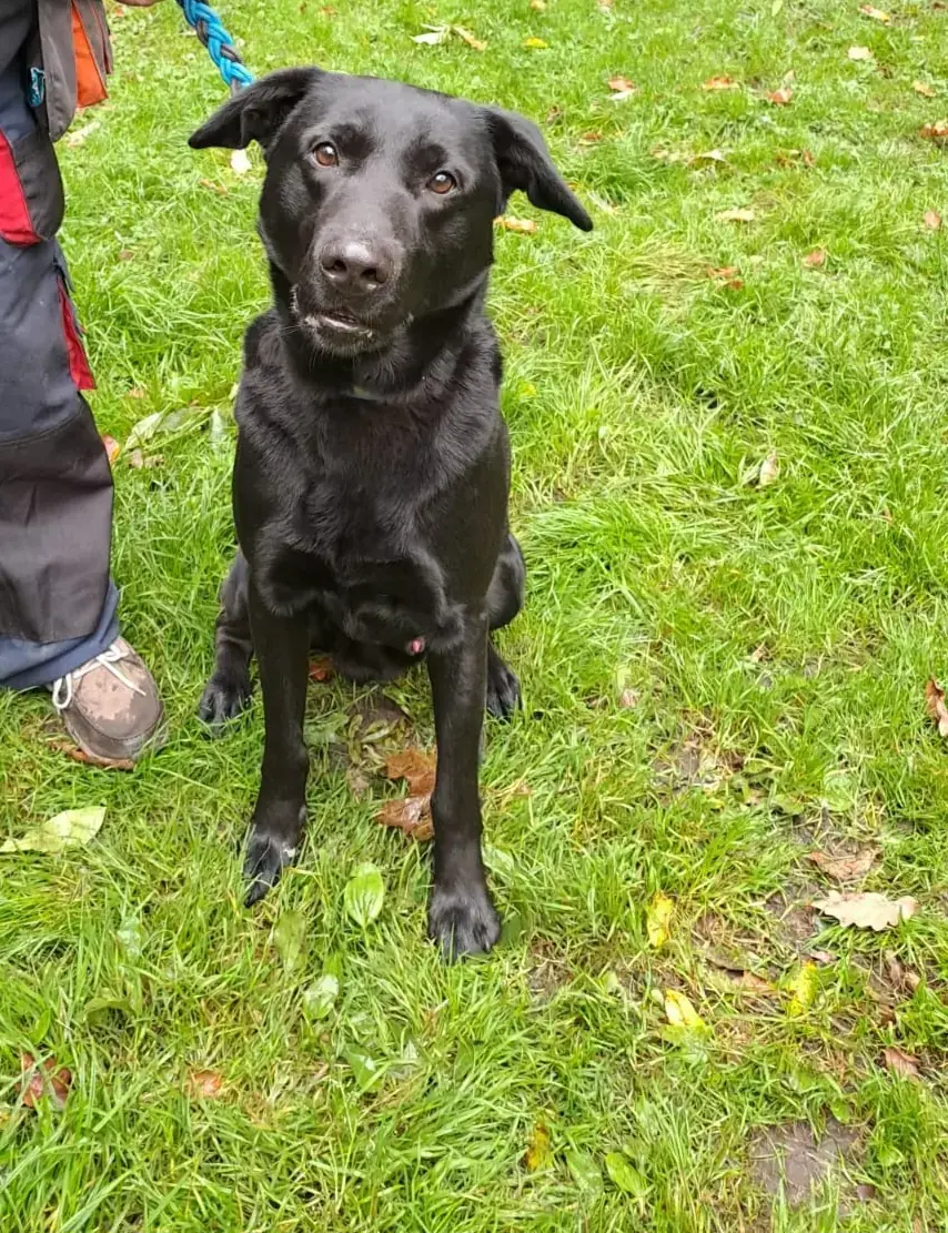 Billy - Labrador Retriever - Bild 2