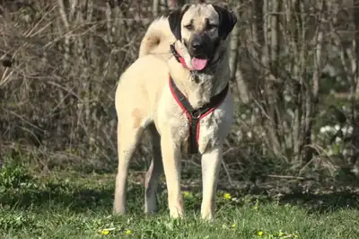 Pamuk – Kangal-Hirtenhund – Bild 5
