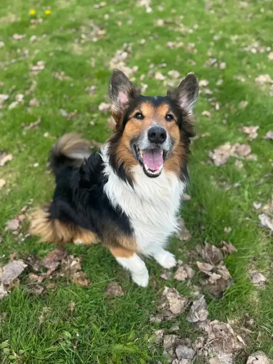 Sam - Border Collie - Bild 2
