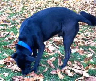 Yoshi - Labrador Retriever - Bild 17