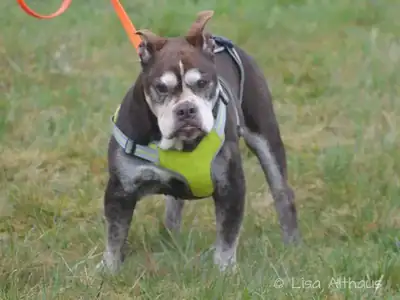 Mole – Hund – Bild 3