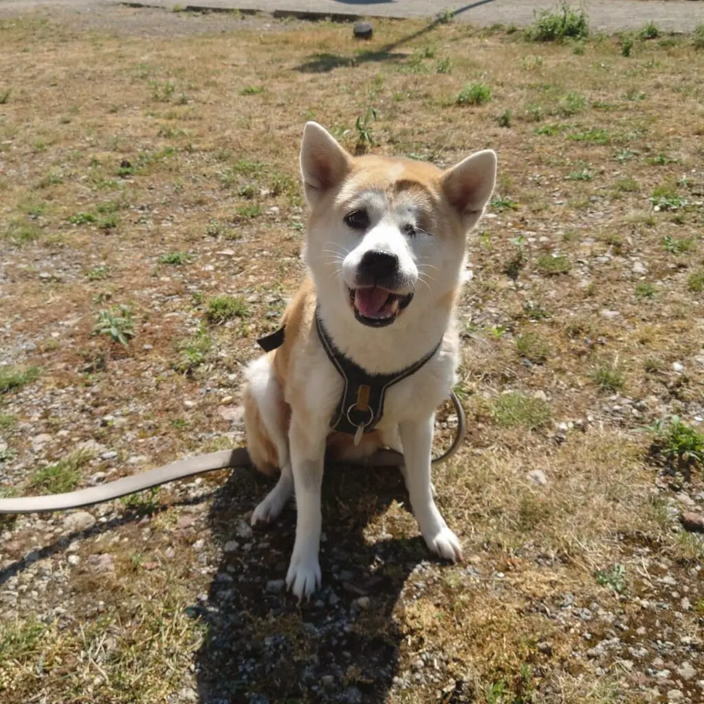 Shiva - Shiba - Bild 3