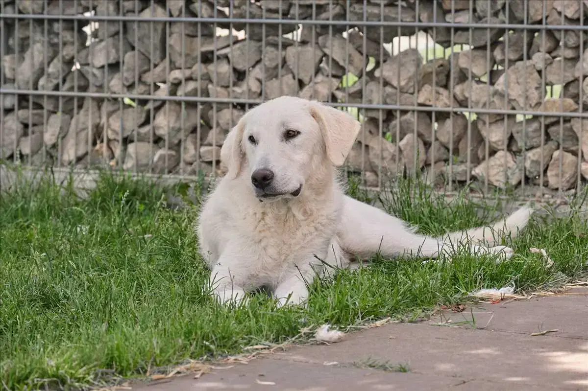 Tapo -  - Bild 2