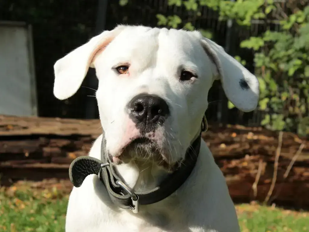 Blade - Dogo Argentino - Bild 2
