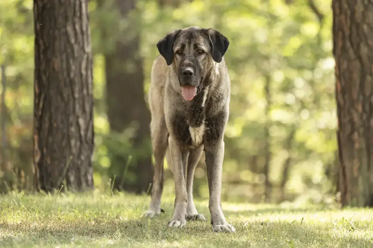 Bozo – Kangal-Hirtenhund – Bild 3