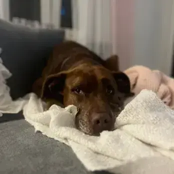 Labrador Retriever-Mix Vitto