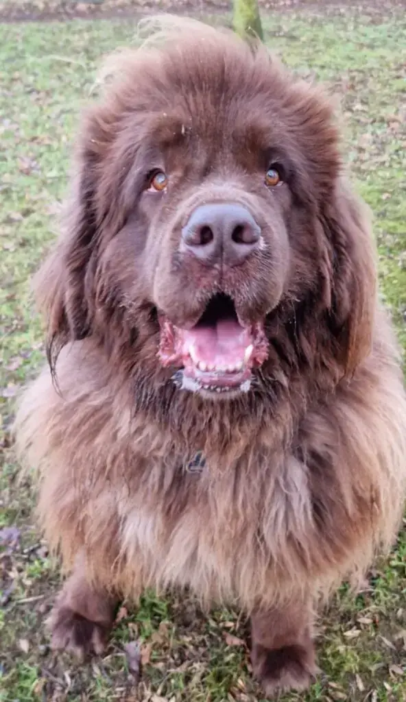 Jadel -  - Bild 2