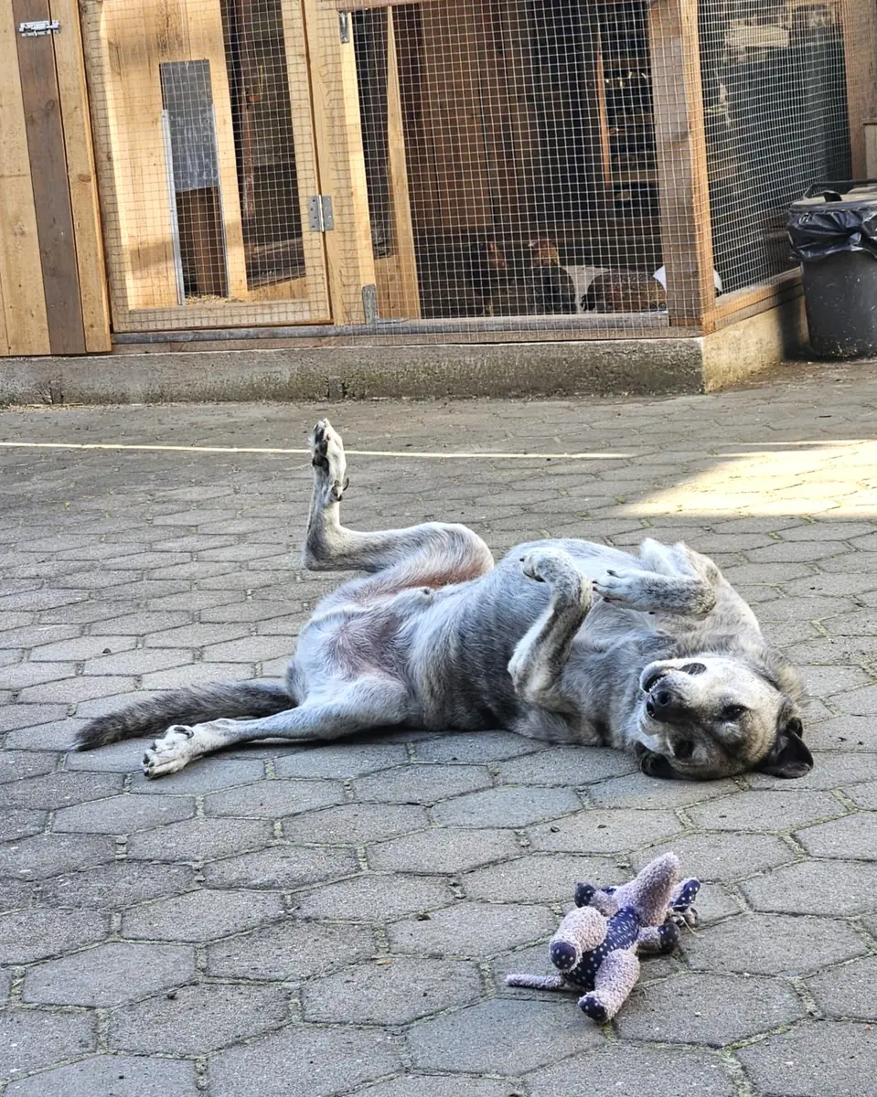 Lucky -  - Bild 4