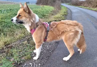Mandy – Border Collie – Bild 8