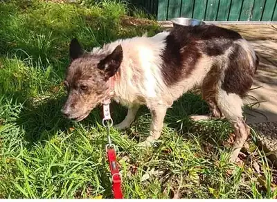 Jochen – Hund – Bild 19
