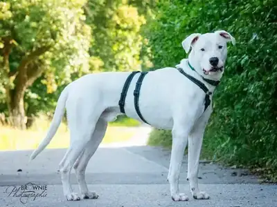 Bones – Dogo Argentino – Bild 21
