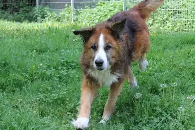 Sparky – Mischling – Bild 7