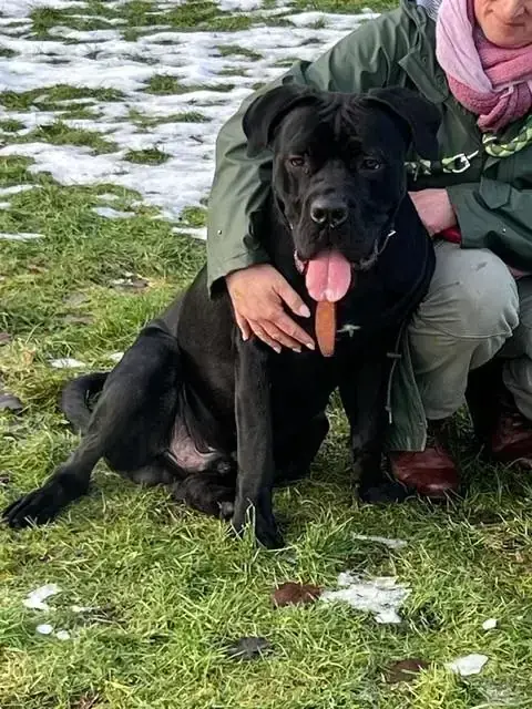Cane Corso Italiano Marlin