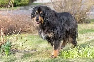 Rambo – Hovawart – Bild 2
