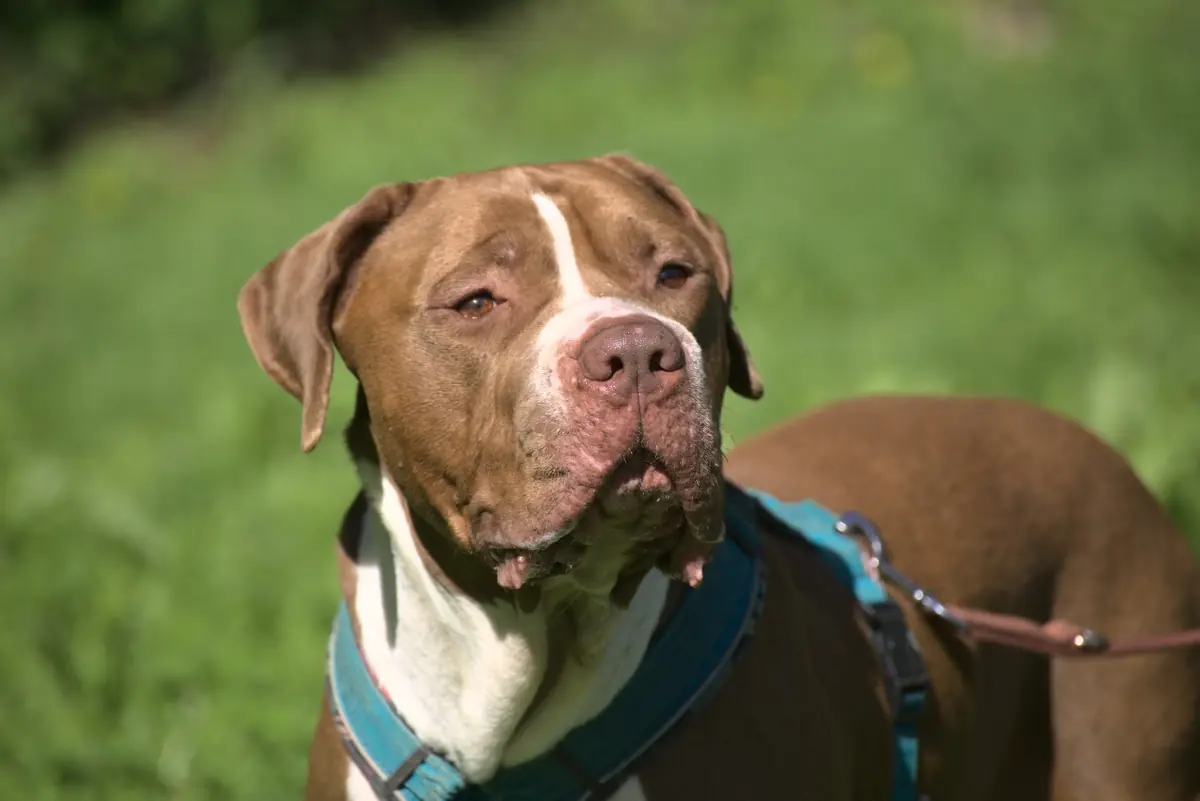 Ares -  - Bild 1