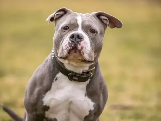 Pummel - American Staffordshire Terrier - Bild 1