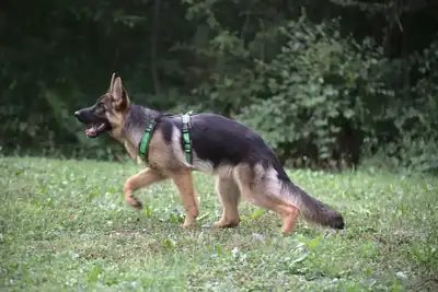 Stella – Deutscher Schäferhund – Bild 6