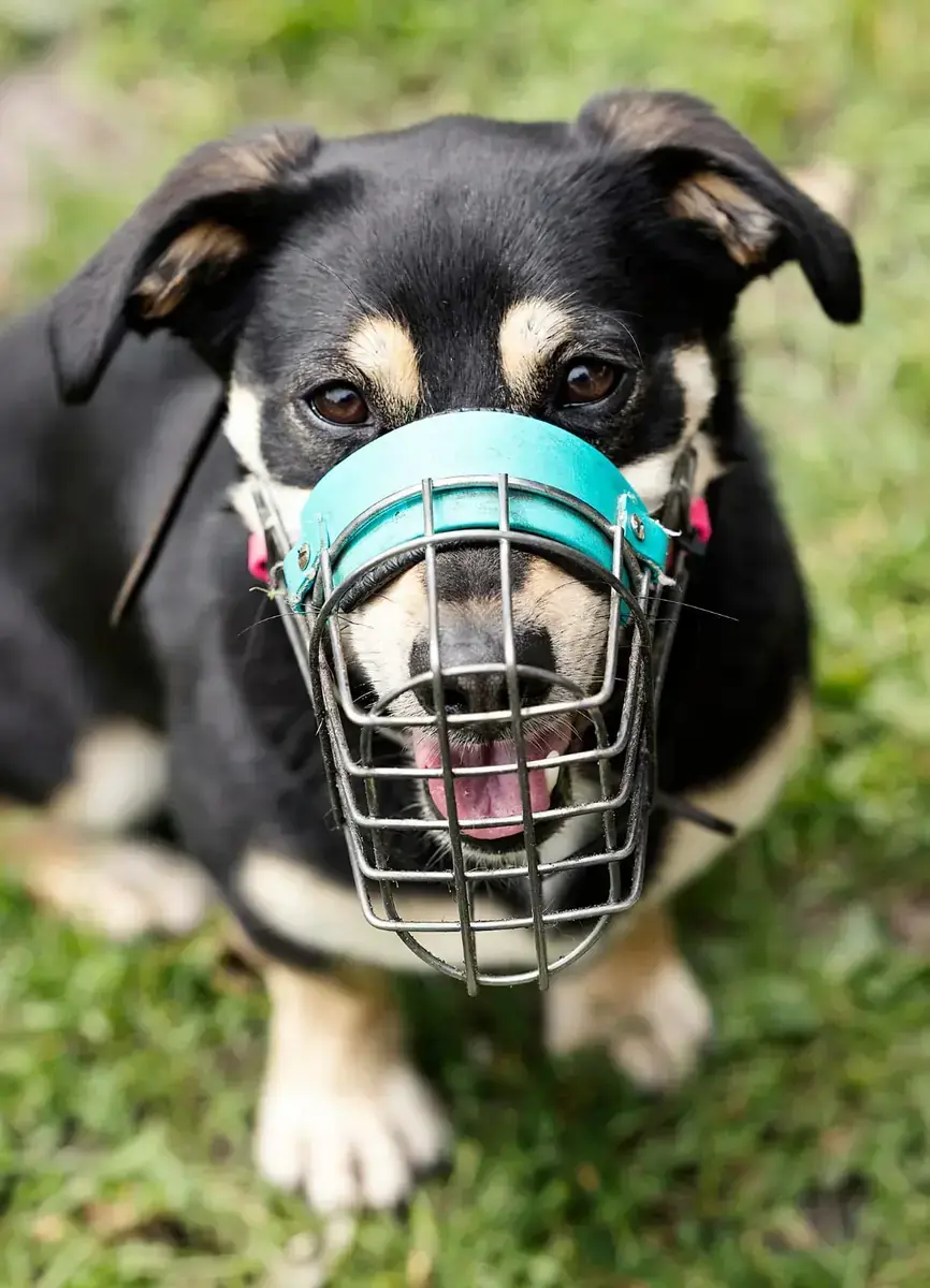 Balu -  - Bild 1