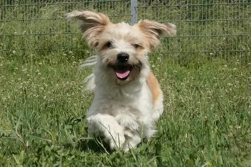Don Fussel - Bichon Frisé - Bild 2