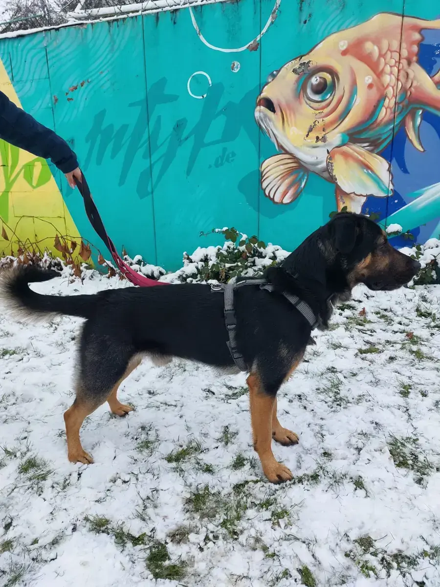 Baghira - Deutscher Schäferhund - Bild 2