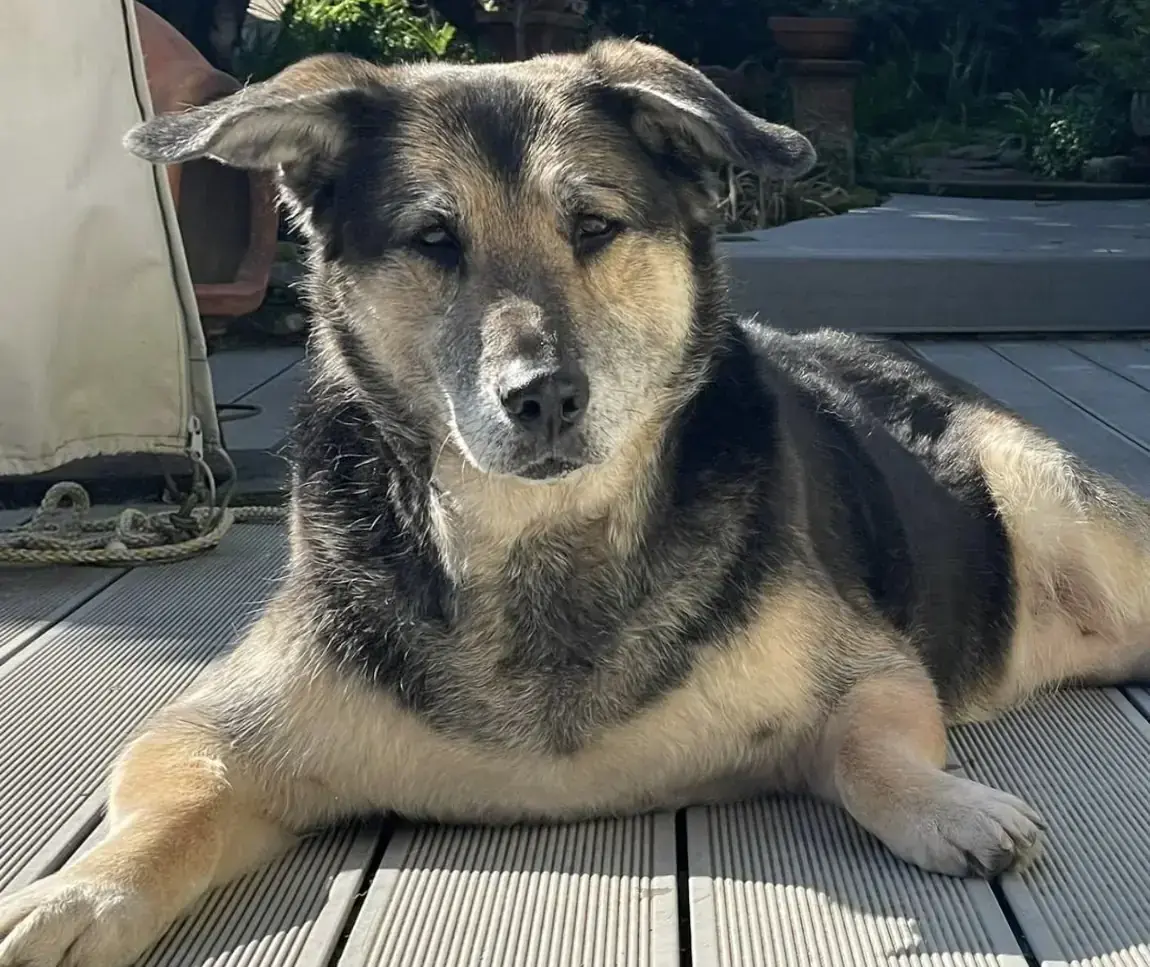 Uma -  - Bild 1