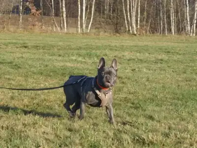 Cooper – Hund – Bild 4