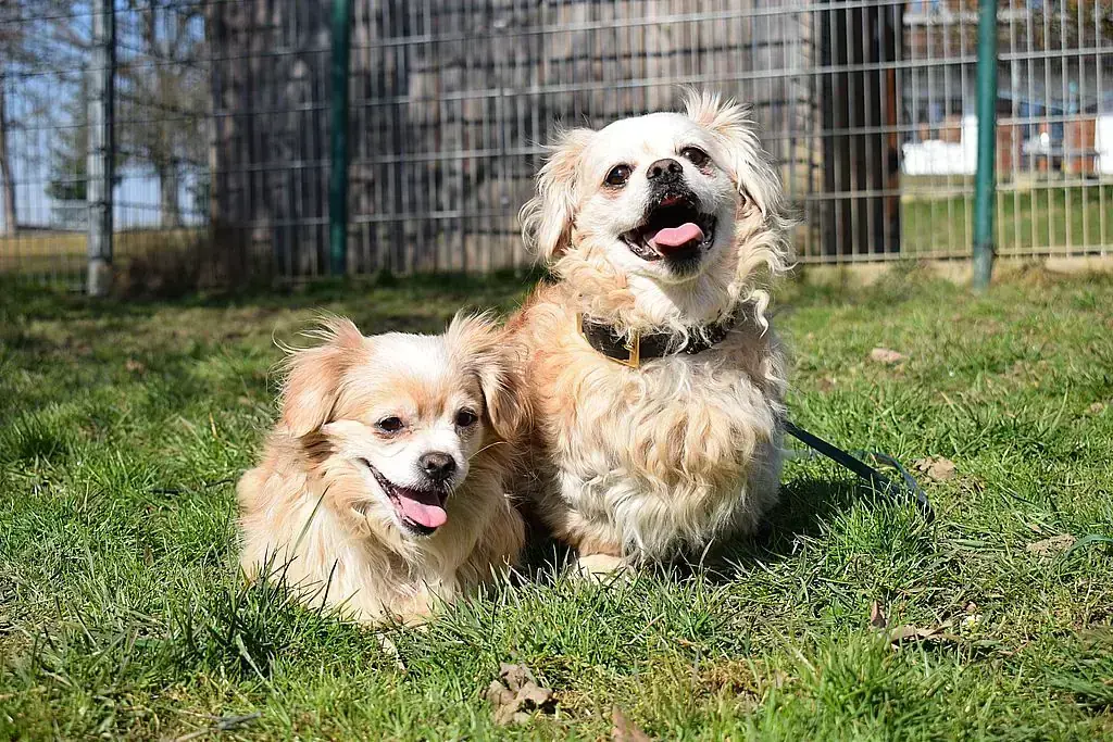 Pekingese Penny und Wise