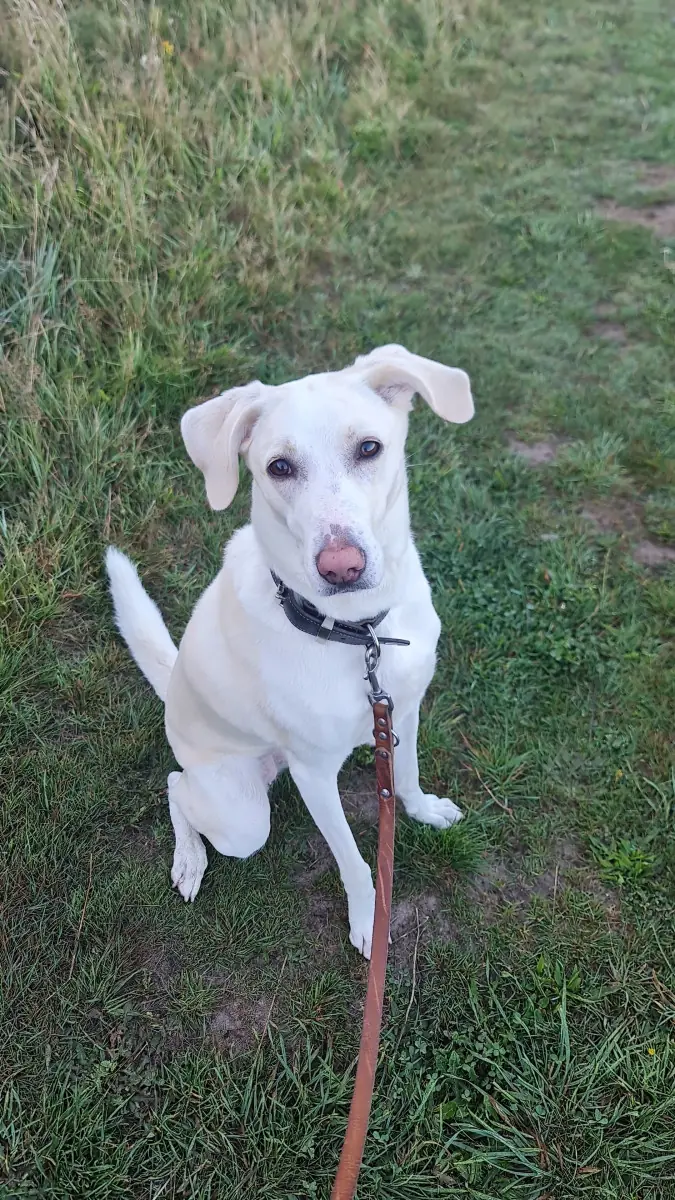 Juno - Deutscher Schäferhund - Bild 1