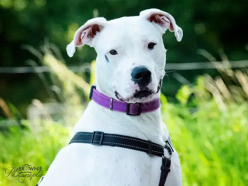 Bonny - Dogo Argentino - Bild 18
