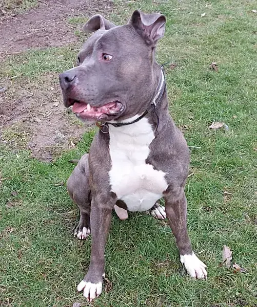 Chapo - American Staffordshire Terrier - Bild 3
