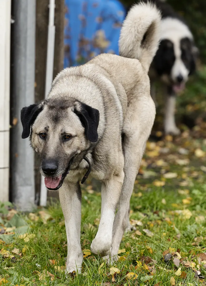Pascha - Kangal-Hirtenhund - Bild 3