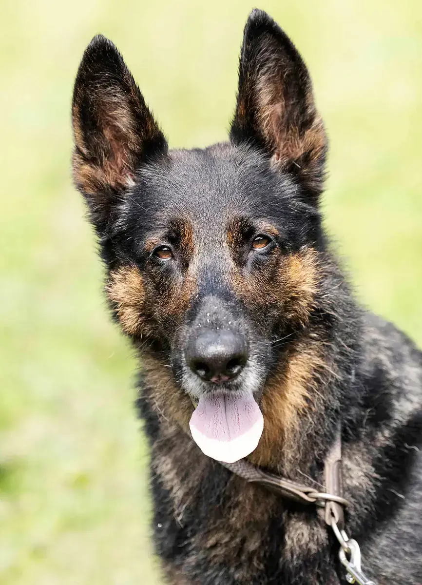 Miko - Deutscher Schäferhund - Bild 2