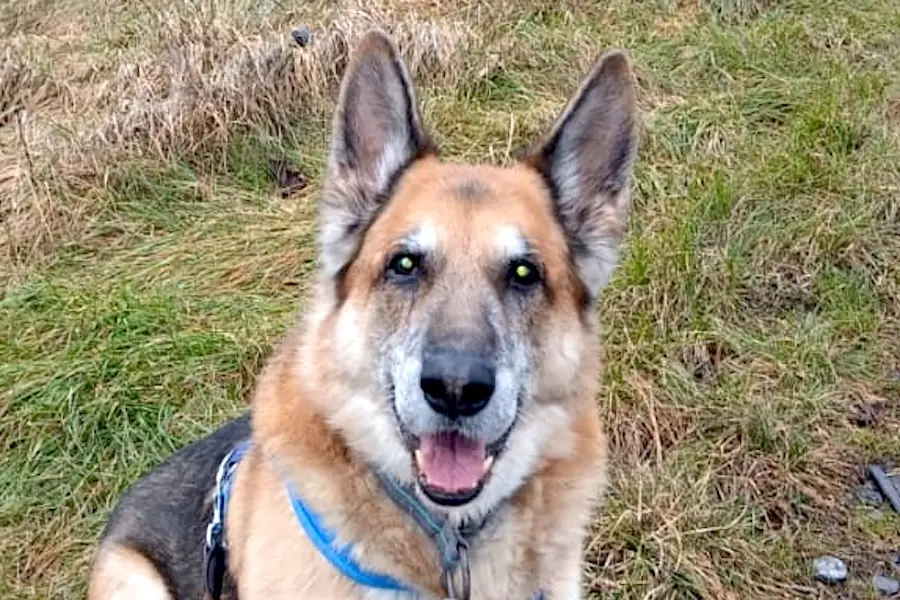 Buddy - Deutscher Schäferhund - Bild 2