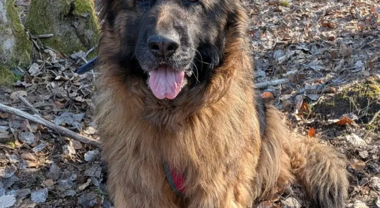 Rina - Deutscher Schäferhund - Bild 3